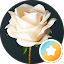 warda white